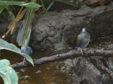Zoo Beauval (13)