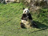 Zoo Beauval (36)