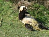 Zoo Beauval (38)