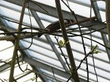 Zoo Beauval (7)